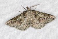 Cleorodes lichenaria