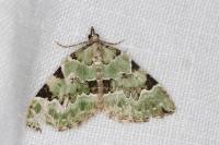 Colostygia pectinataria