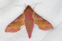 Deilephila porcellus