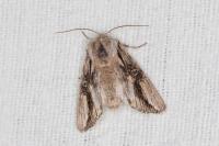Egira conspicillaris