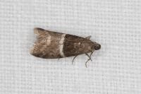 Elegia similella