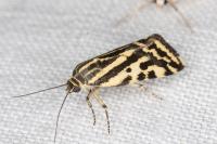 Emmelia trabealis
