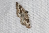 Epirrhoe alternata