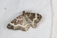 Epirrhoe alternata