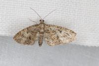 Eupithecia abbreviata