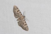 Eupithecia venosata