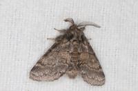 Gluphisia crenata