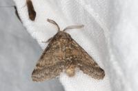 Gluphisia crenata