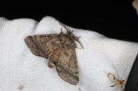 Gluphisia crenata