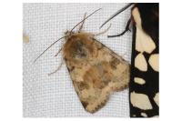 Heliothis viriplaca