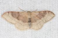Idaea degeneraria