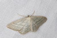 Idaea subsericeata