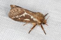 Korscheltellus lupulinus