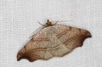 Laspeyria flexula
