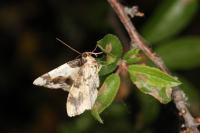 Ligdia adustata