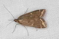 Loxostege sticticalis