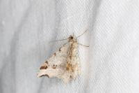 Macaria alternata