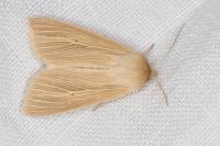 Mythimna pallens