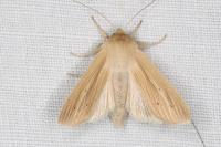 Mythimna pallens