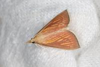 Nascia cilialis