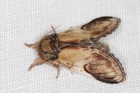 Notodonta ziczac
