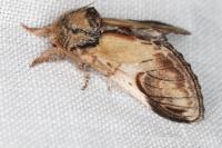Notodonta ziczac