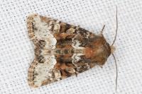 Oligia strigilis/versicolor