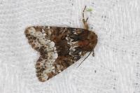 Oligia strigilis/versicolor