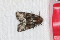 Oligia strigilis/versicolor