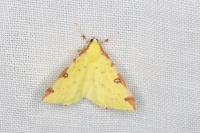 Opisthograptis luteolata