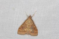 Ostrinia nubilalis
