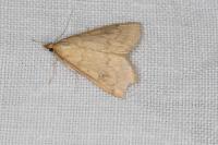 Ostrinia nubilalis