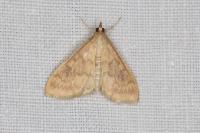 Ostrinia nubilalis