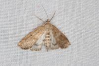 Parapoynx stratiotata