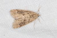 Parapoynx stratiotata
