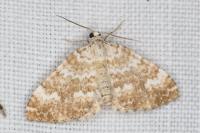 Perizoma flavofasciata