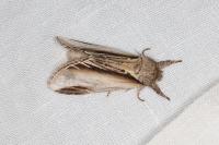 Pheosia tremula