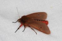 Phragmatobia fuliginosa