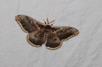 Saturnia pyri