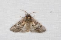 Tethea ocularis