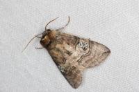 Tethea ocularis
