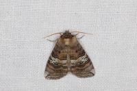 Tethea ocularis