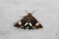 Tyta luctuosa