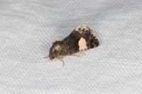 Tyta luctuosa