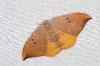 Watsonalla binaria