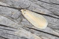Wittia sororcula