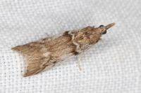 Zophodia grossulariella