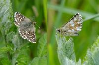 Pyrgus malvae