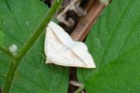 Petrophora chlorosata