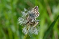 Pyrgus malvae